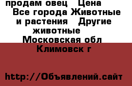  продам овец › Цена ­ 100 - Все города Животные и растения » Другие животные   . Московская обл.,Климовск г.